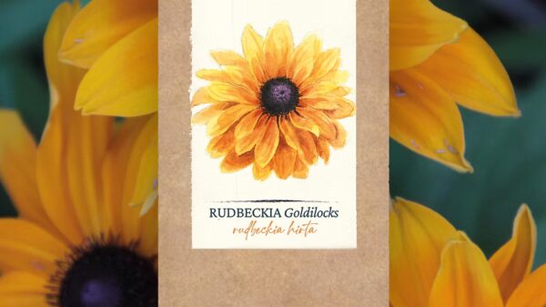 Rudbeckia "Goldilocks"