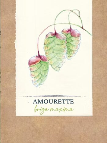 Amourette, Briza maxima
