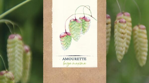 Amourette, Briza maxima