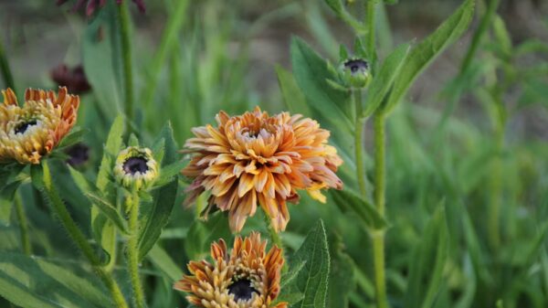 Rudbeckia "Sahara" – Image 8