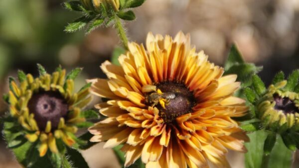 Rudbeckia "Sahara" – Image 5