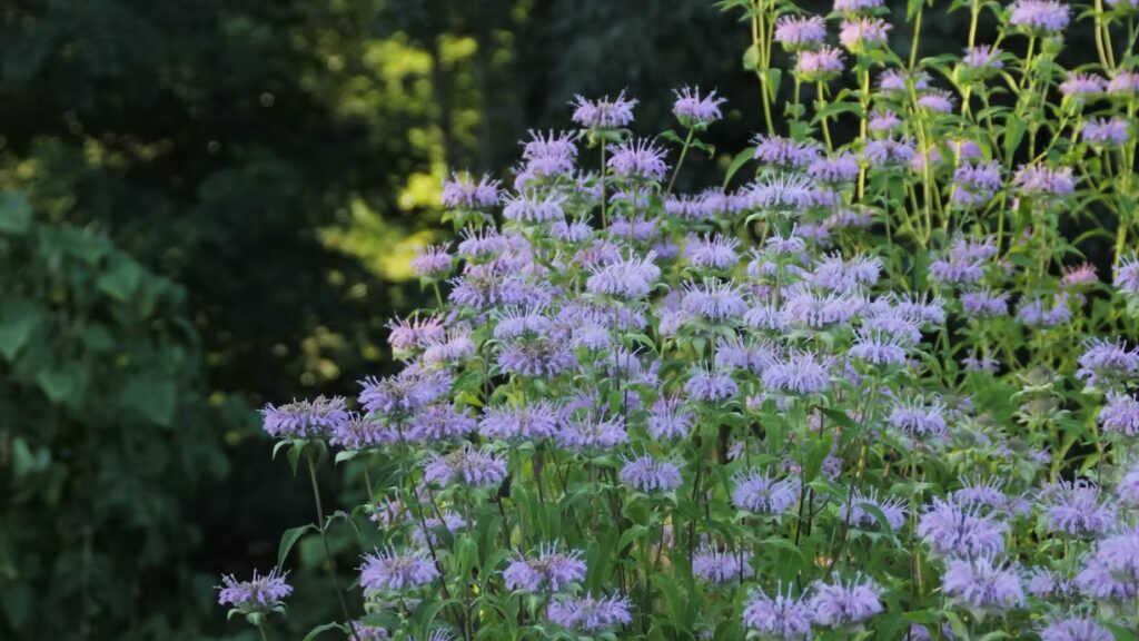 Monarde Bergamote – BIO