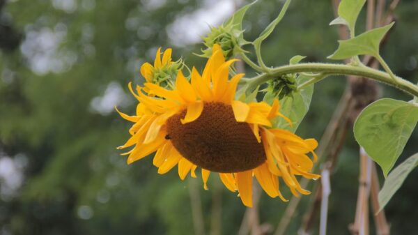 Tournesol "Semi-double" – Image 4