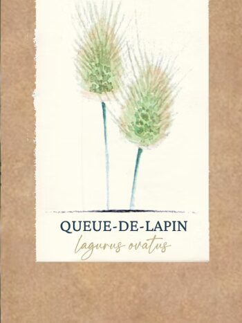 Queue-de-lapin, Lagurus Ovatus