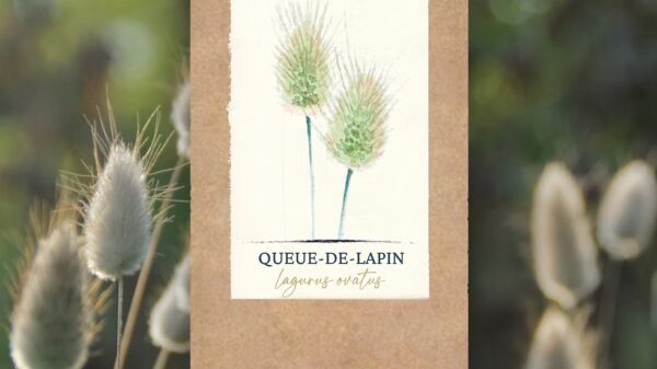 Queue-de-lapin, Lagurus Ovatus