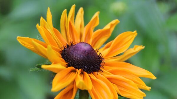 Rudbeckia "Goldilocks" – Image 3