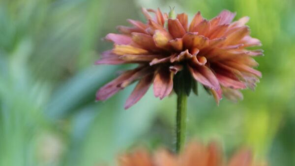 Rudbeckia "Sahara" – Image 2