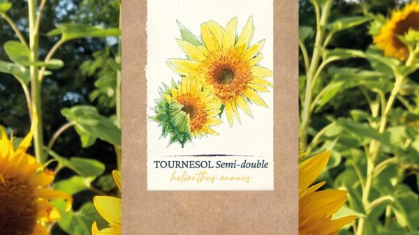 Tournesol "Semi-double"