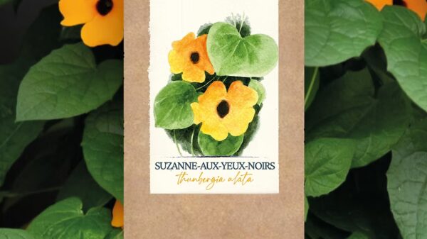 Suzanne-aux-yeux-noirs BIO