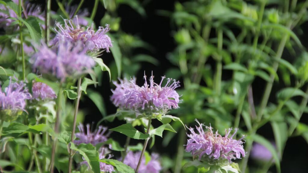 Monarde Bergamote – BIO