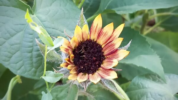 Tournesol "Evening Sun" BIO – Image 2