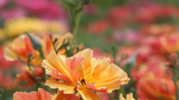 Pavot de Californie "Apricot Chiffon" – Image 3