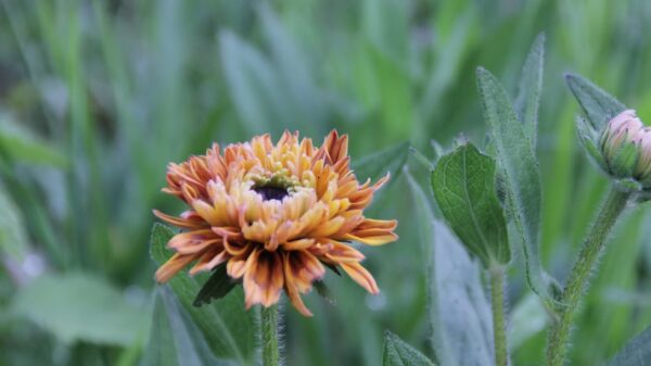 Rudbeckia "Sahara" – Image 6