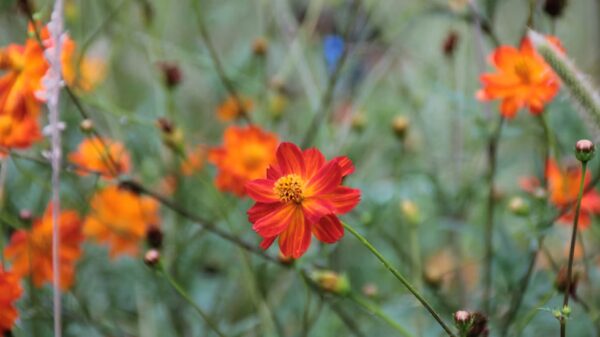 Cosmos "Crest Sunset" – Image 3