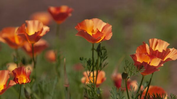 Pavot de Californie "Apricot Chiffon" – Image 2