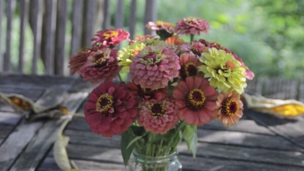 Zinnia "Queen Lime Red" – Image 5
