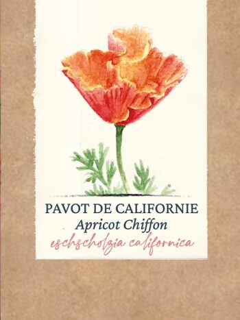 Pavot de Californie "Rose Chiffon"