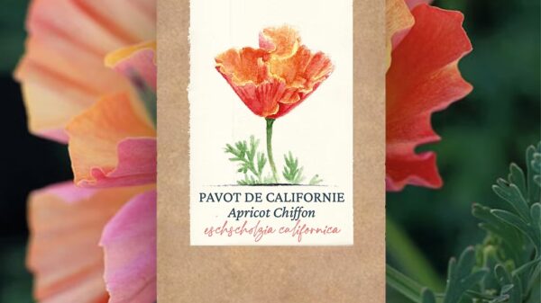 Pavot de Californie "Rose Chiffon"