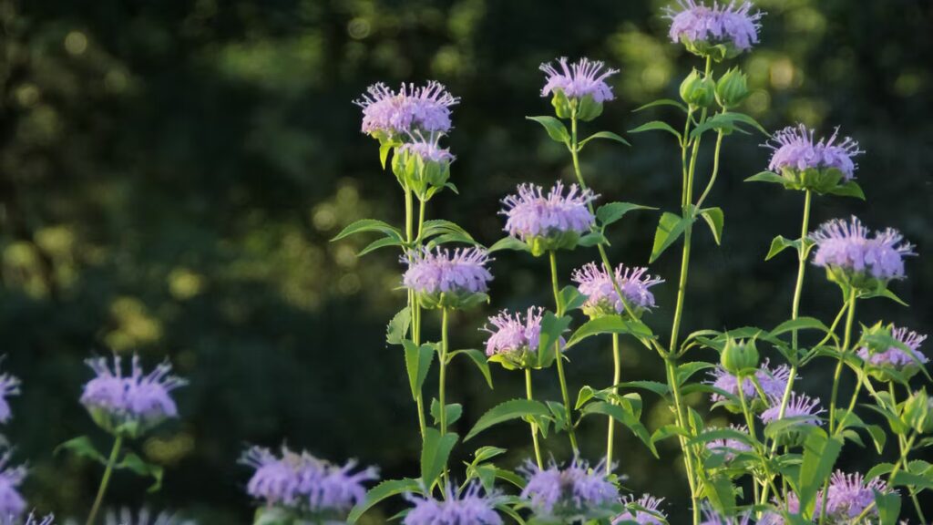 Monarde Bergamote – BIO