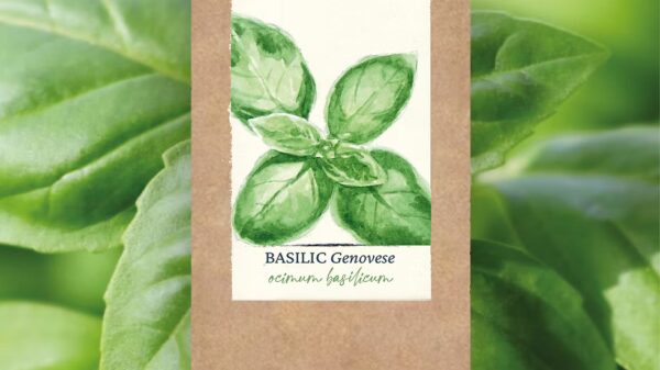 Basilic "Genovese" BIO