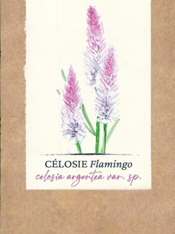 Célosie "Flamingo" BIO