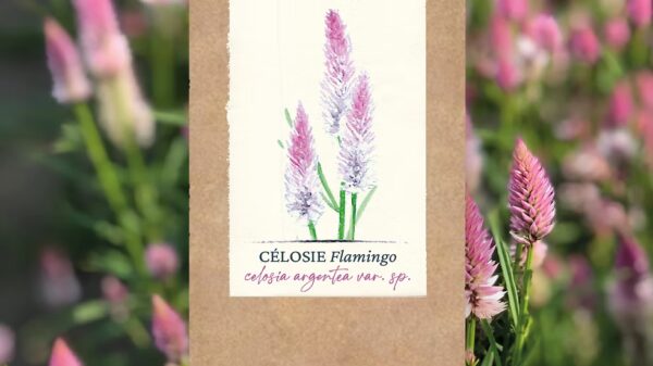 Célosie "Flamingo" BIO