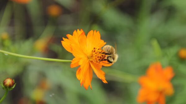 Cosmos "Crest Sunset" – Image 4