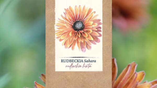 Rudbeckia "Sahara"