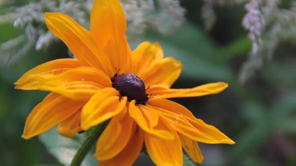 Rudbeckia "Goldilocks" – Image 2