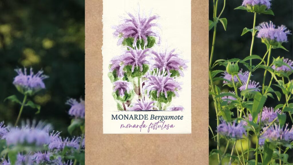 Monarde Bergamote – BIO
