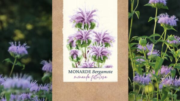 Monarde Bergamote - BIO
