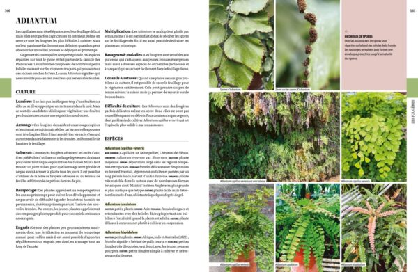 Chapitre fougères encyclopédie des plantes d'intérieur par Solène Moutardier