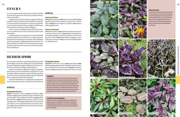 Chapitre plantes à feuillage décoratif encyclopédie des plantes d'intérieur par Solène Moutardier