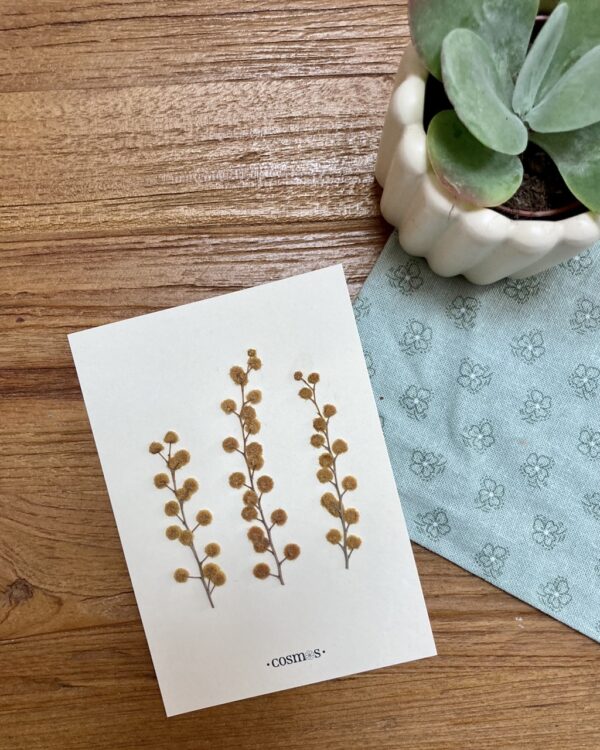 Herbier - Mimosa (sans cadre) – Image 2