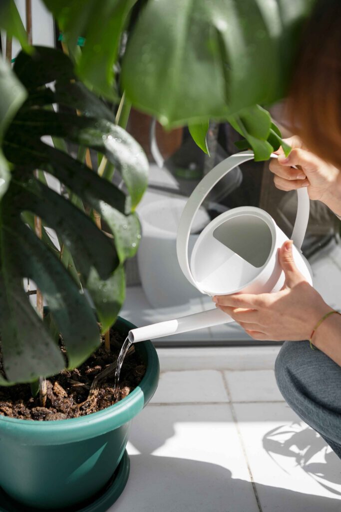 Comment entretenir les plantes pendant les vacances