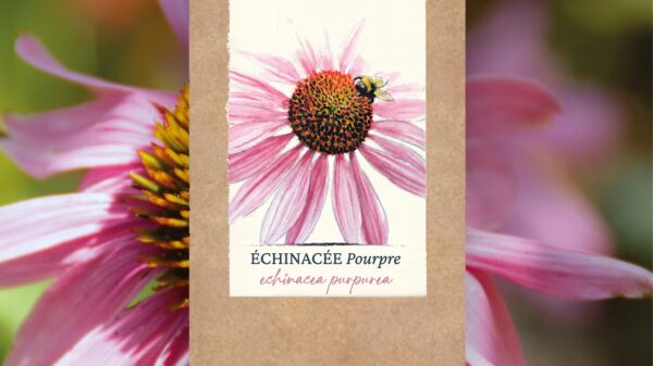 Échinacée Pourpre BIO