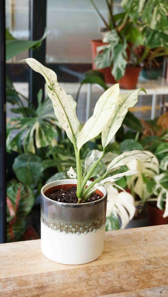 Epipremnum Giganteum Variegata_Studio Plantes_Pot de 12cm