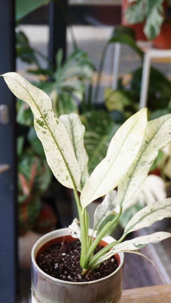 Epipremnum Giganteum Variegata_Studio Plantes_Pot de 12cm
