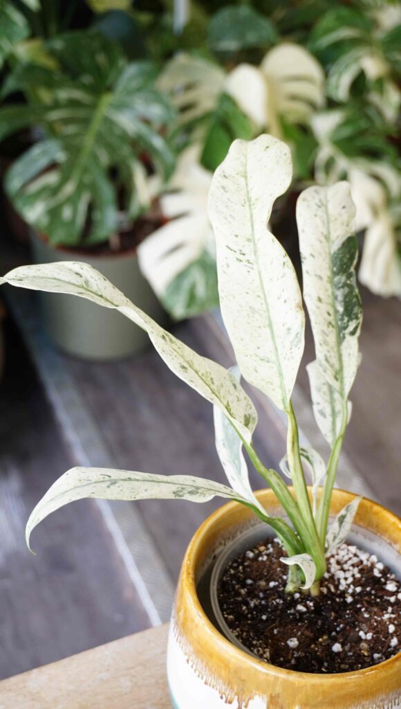 Epipremnum Giganteum Variegata_Studio Plantes_Pot de 12cm