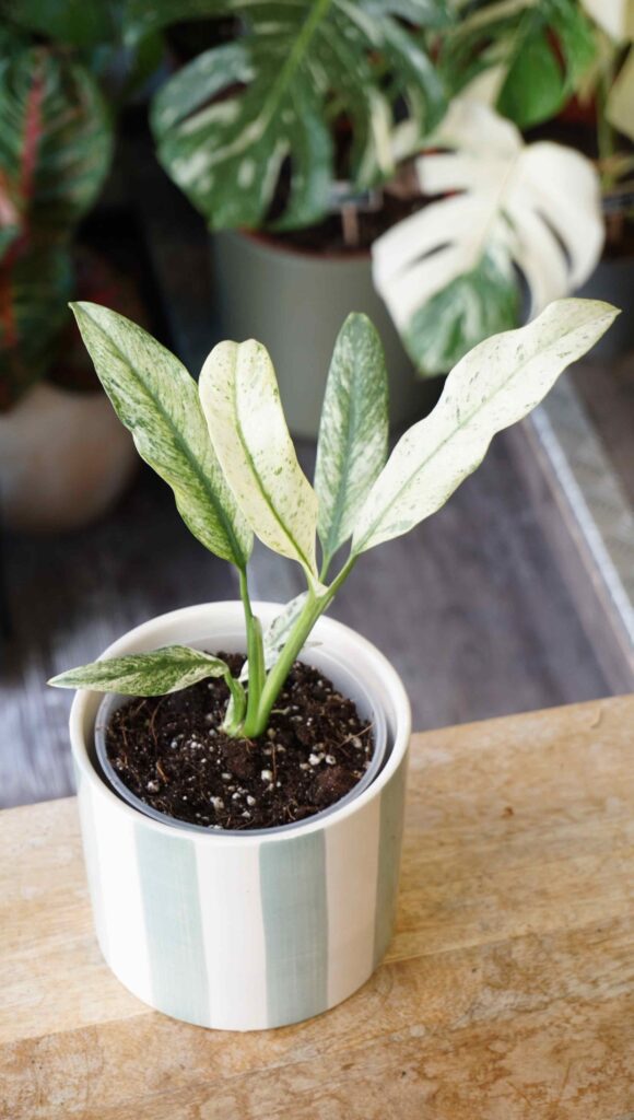Epipremnum Giganteum Variegata_Studio Plantes_Pot de 12cm
