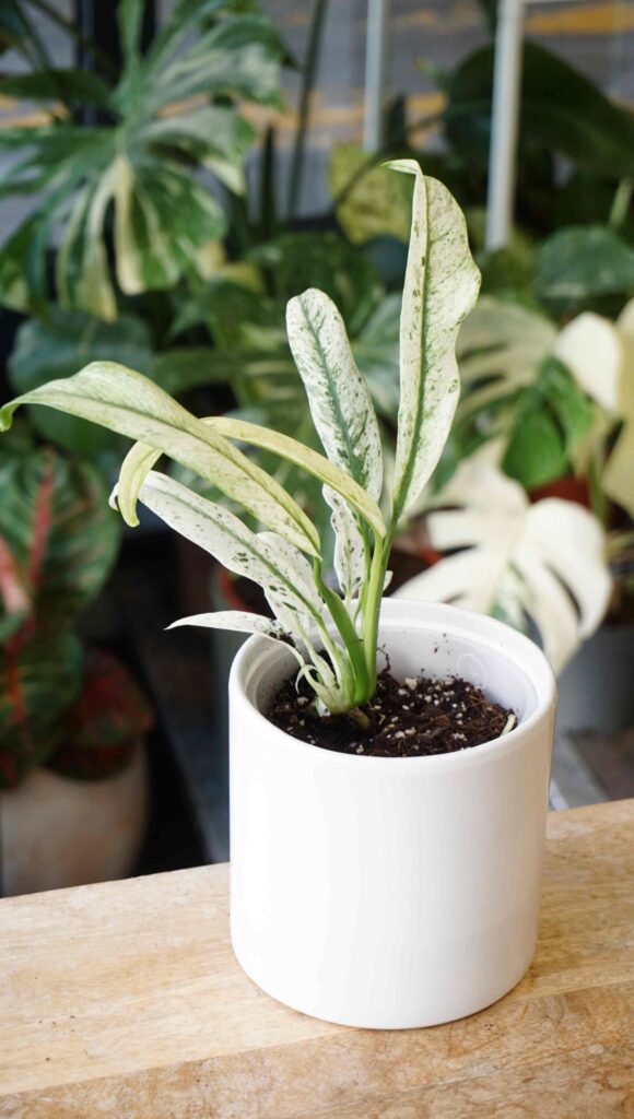 Epipremnum Giganteum Variegata_Studio Plantes_Pot de 12cm