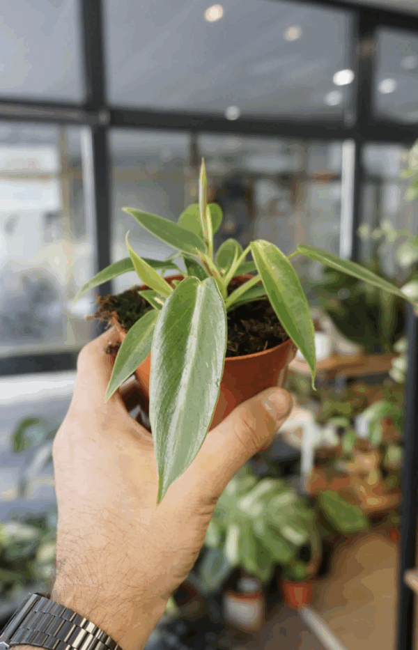 Philodendron Spiritus Sancti (baby)
