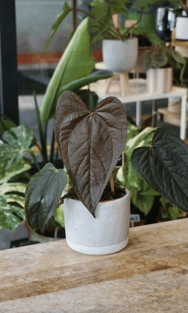 Anthurium Queen of Hearts