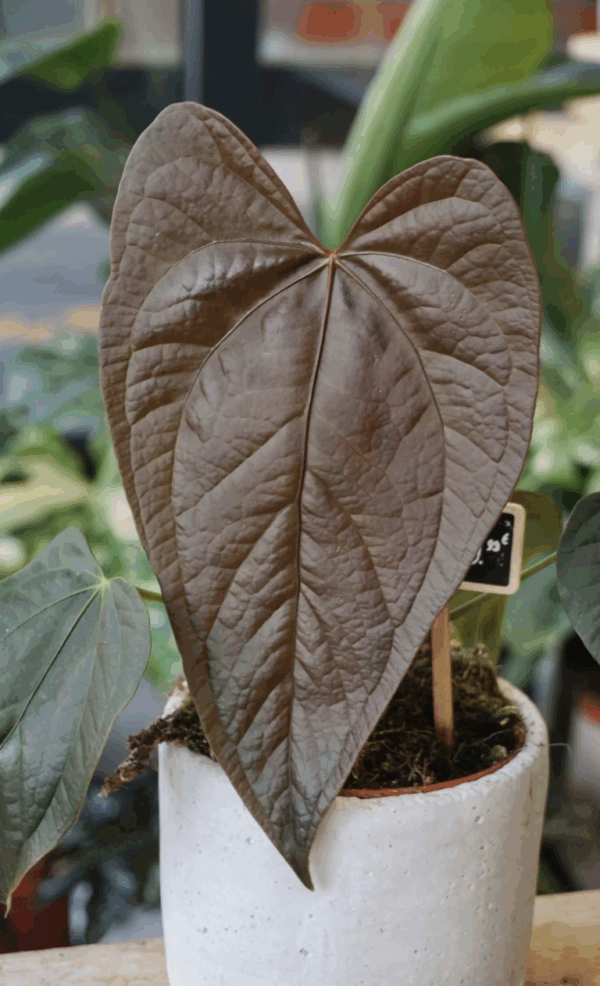 Anthurium Queen of Hearts – Image 2