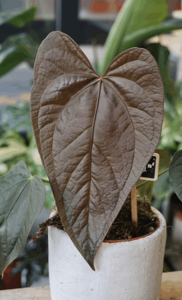 Anthurium Queen of Hearts_Studio Plantes_Pot de 12cm