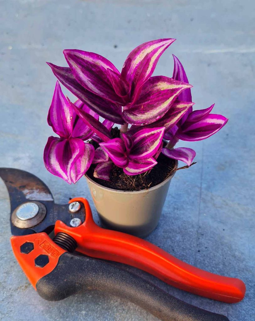 Tradescantia zebrina &lsquo;Pink Paradise&rsquo;_23 Degre_Pot de 6/7cm