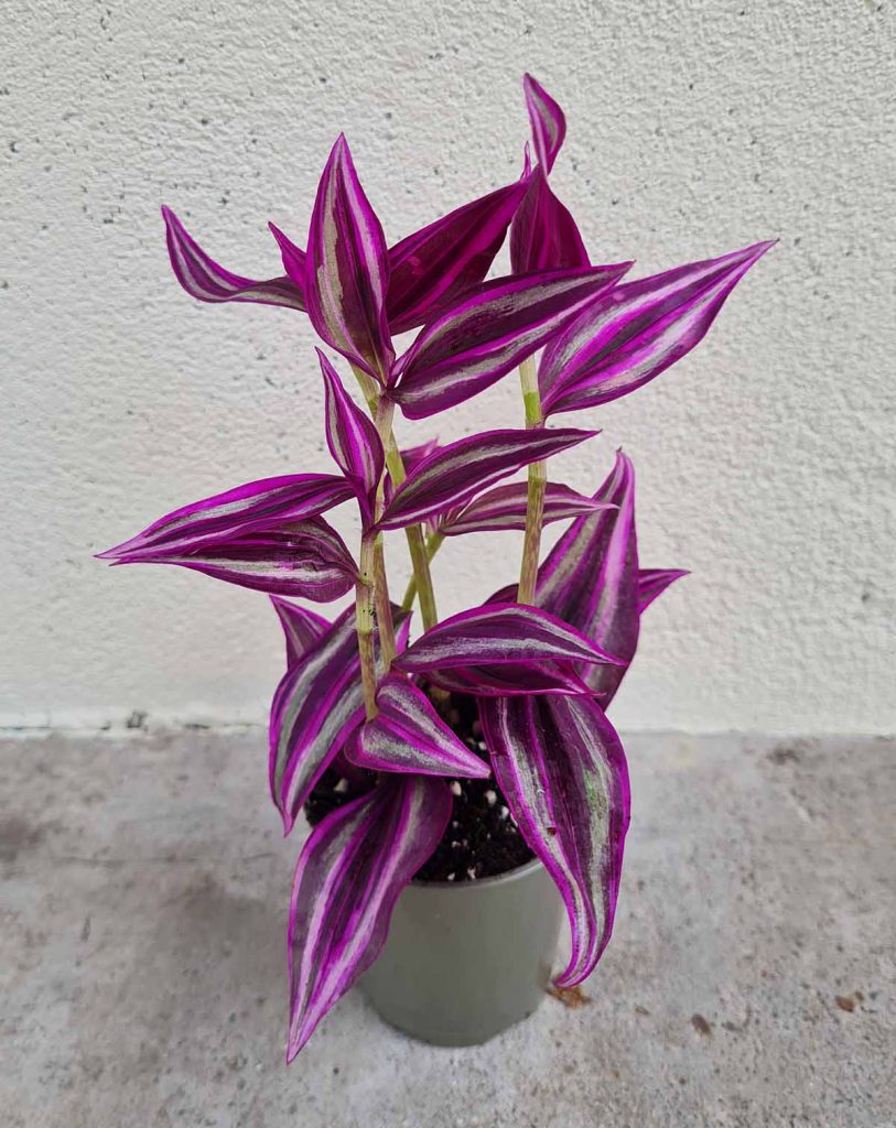 Tradescantia zebrina &lsquo;Pink Paradise&rsquo;_23 Degre_Pot de 6/7cm