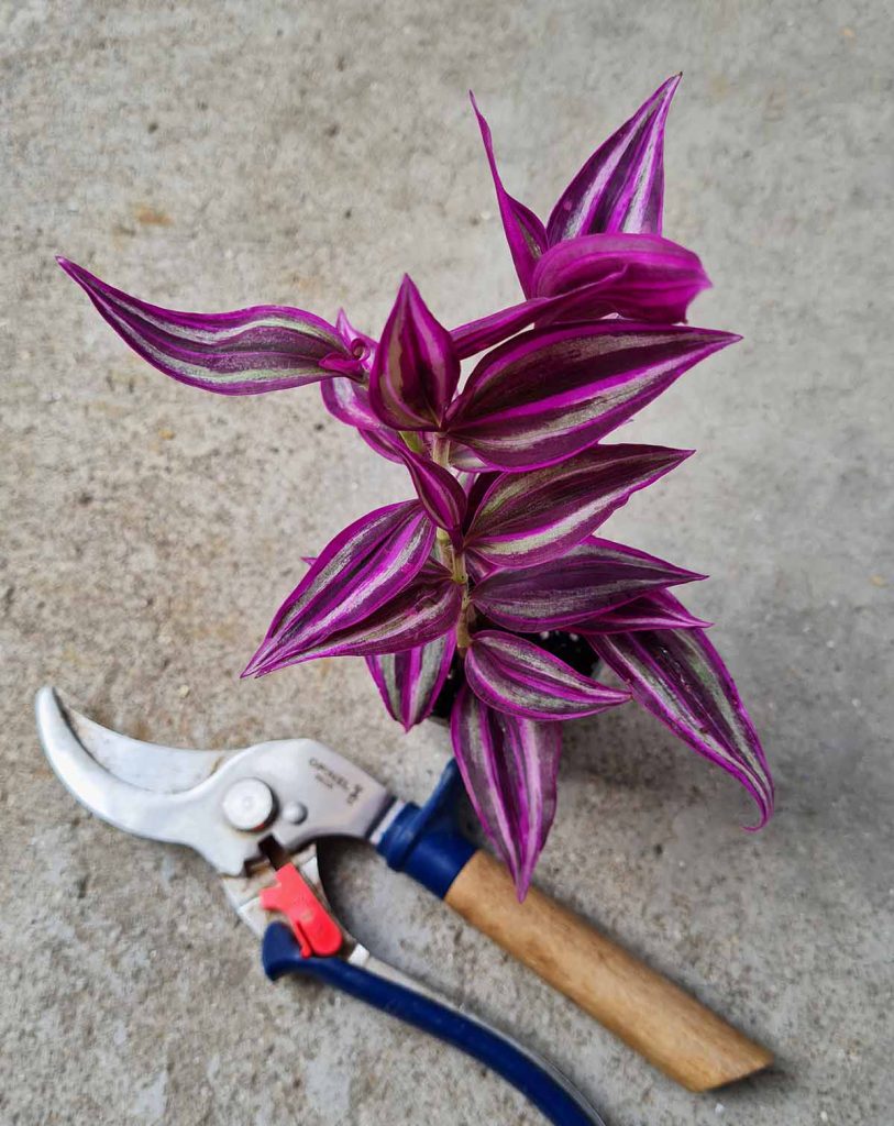 Tradescantia zebrina &lsquo;Pink Paradise&rsquo;_23 Degre_Pot de 6/7cm