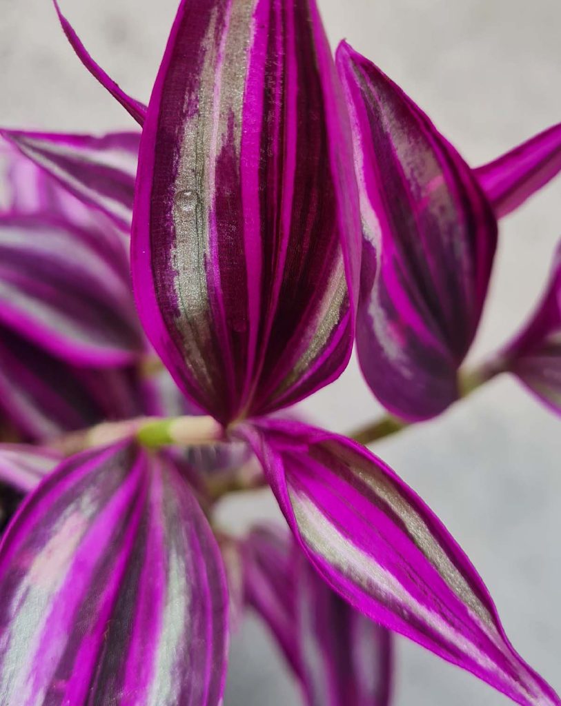 Tradescantia zebrina &lsquo;Pink Paradise&rsquo;_23 Degre_Pot de 6/7cm