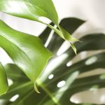 Monstera deliciosa